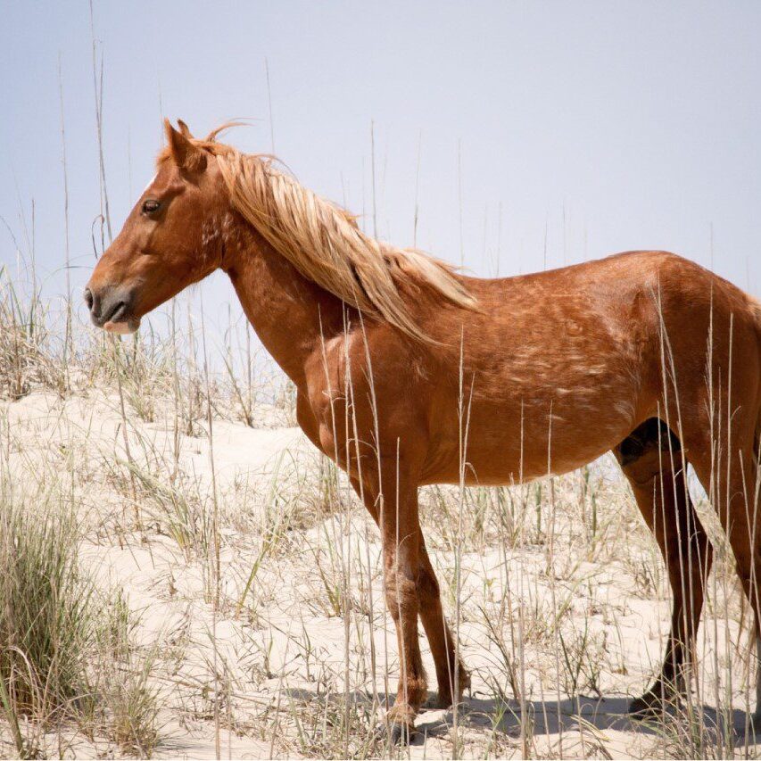 A horse standing in the sand on top of a hill.