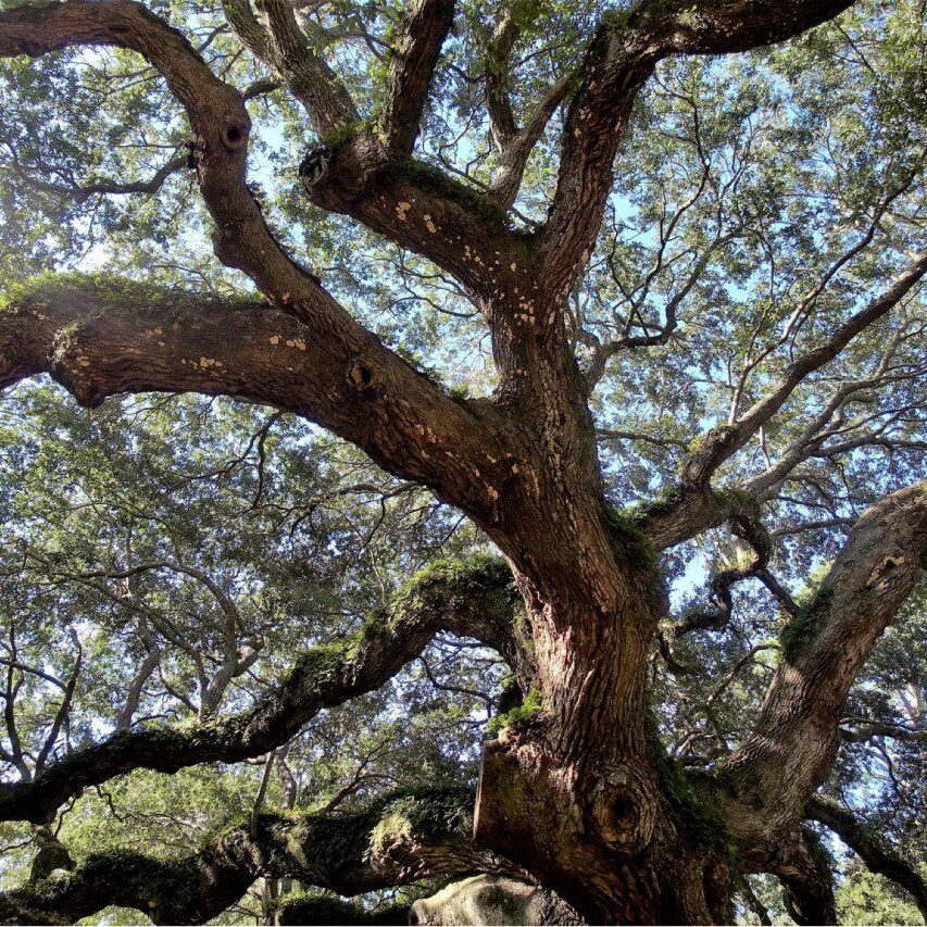 A large tree with many branches and leaves.